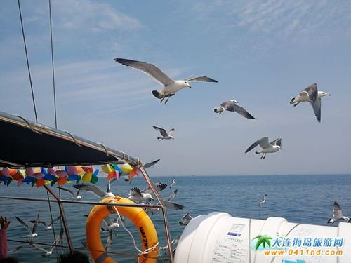 端午節(jié)大連旅游推薦 老碼頭帆船游艇體驗(yàn)之旅